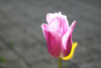 Close-up of pink flower