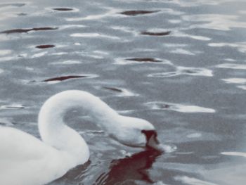 Close-up of duck in lake during winter