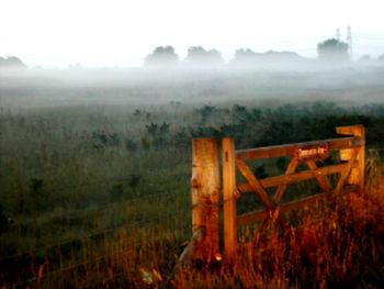 Trees on field against sky during foggy weather