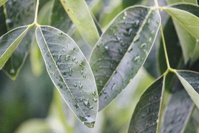 Close-up of raindrops on leaves