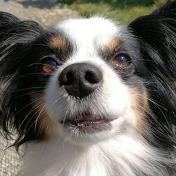 Close-up portrait of dog