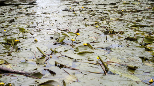 Close-up of leaves floating on water