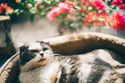 Close-up of cat sleeping