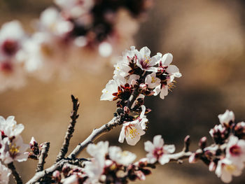 Closeup of almond blossom