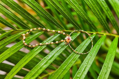 Close-up of jewellery on plant