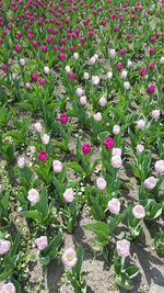 Close-up of pink flowers blooming in field