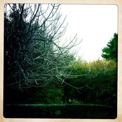 Bare trees against sky