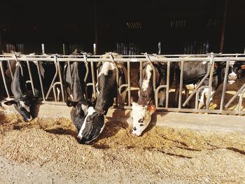 High angle view of cow in shed