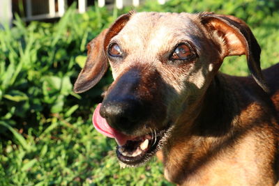 Close-up of brown dog looking away on field during sunny day