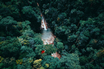 High angle view of coral swimming in sea