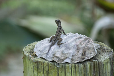 Close-up of lizard