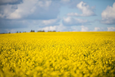 Scenic view of oilseed rape field