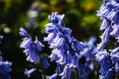 Close-up of purple flowering plants