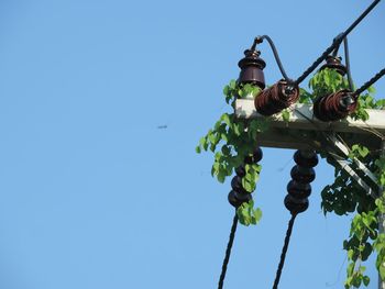 Low angle view of plant against clear blue sky