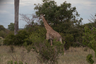 Giraffe in park against sky