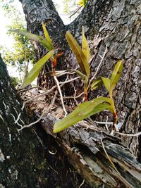 Close-up of plant growing on tree trunk