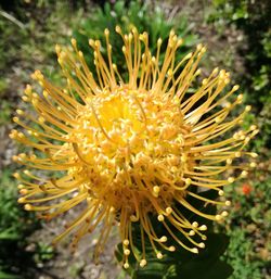 Close-up of yellow flowering plant
