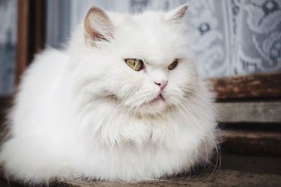 Portrait of white cat