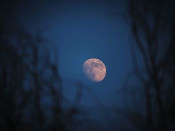 Low angle view of moon in sky at night