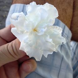 Close-up of hand holding white rose flower
