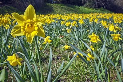 Close-up of yellow daffodil flowers