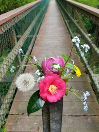 Close-up of pink flowering plants