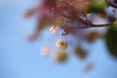 The hydrangea wears her little pink crown so jauntily.