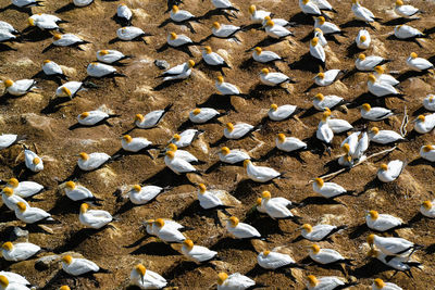 High angle view of birds sitting on field