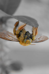 Close-up of bee