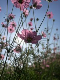 Close-up of pink cosmos flowers