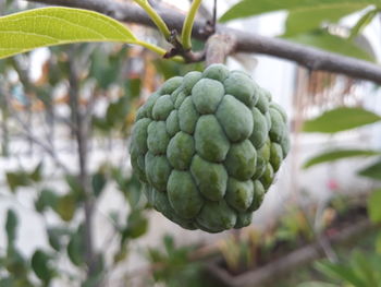 Close-up of berries growing on tree