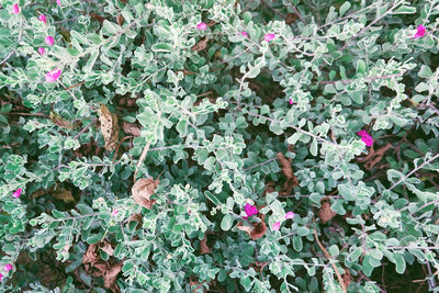 High angle view of purple flowering plants