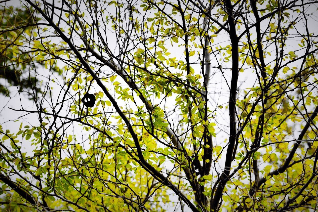 tree, branch, bird, low angle view, animal themes, animals in the wild, wildlife, one animal, perching, growth, nature, leaf, sky, beauty in nature, outdoors, day, clear sky, no people, tranquility, green color