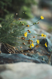 Close-up of yellow flowering plant on field