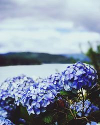 Close-up of blue hydrangea flowers