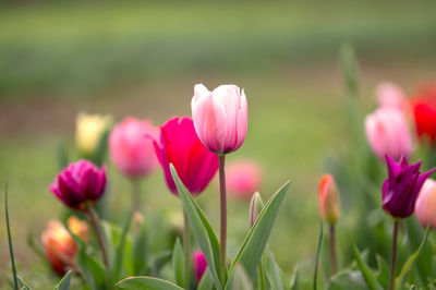 Close-up of red poppy flowers