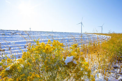 Scenic view of flowering plants on field against sky