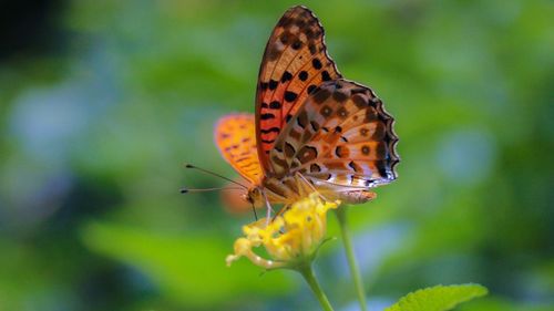 Close-up of butterfly on flower