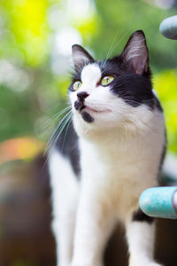 Close-up of cat outdoors