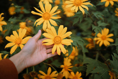 Cropped hand of woman holding yellow flowers
