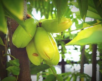 Low angle view of fruits on tree