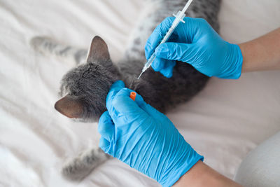 Close-up of cat lying on bed