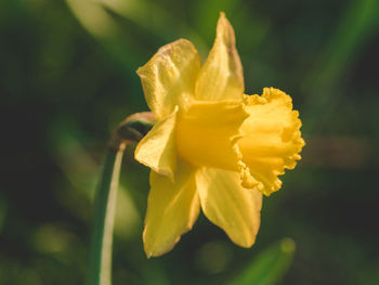 Close-up of yellow flower