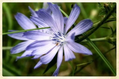 Close-up of purple flowers blooming