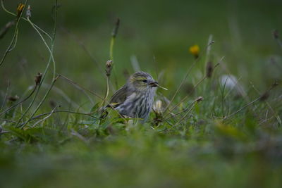 Close-up of bird perching on a field