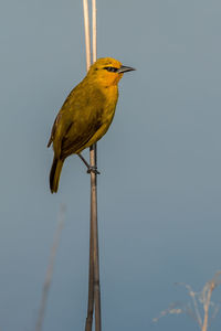 Low angle view of bird perching on pole against sky