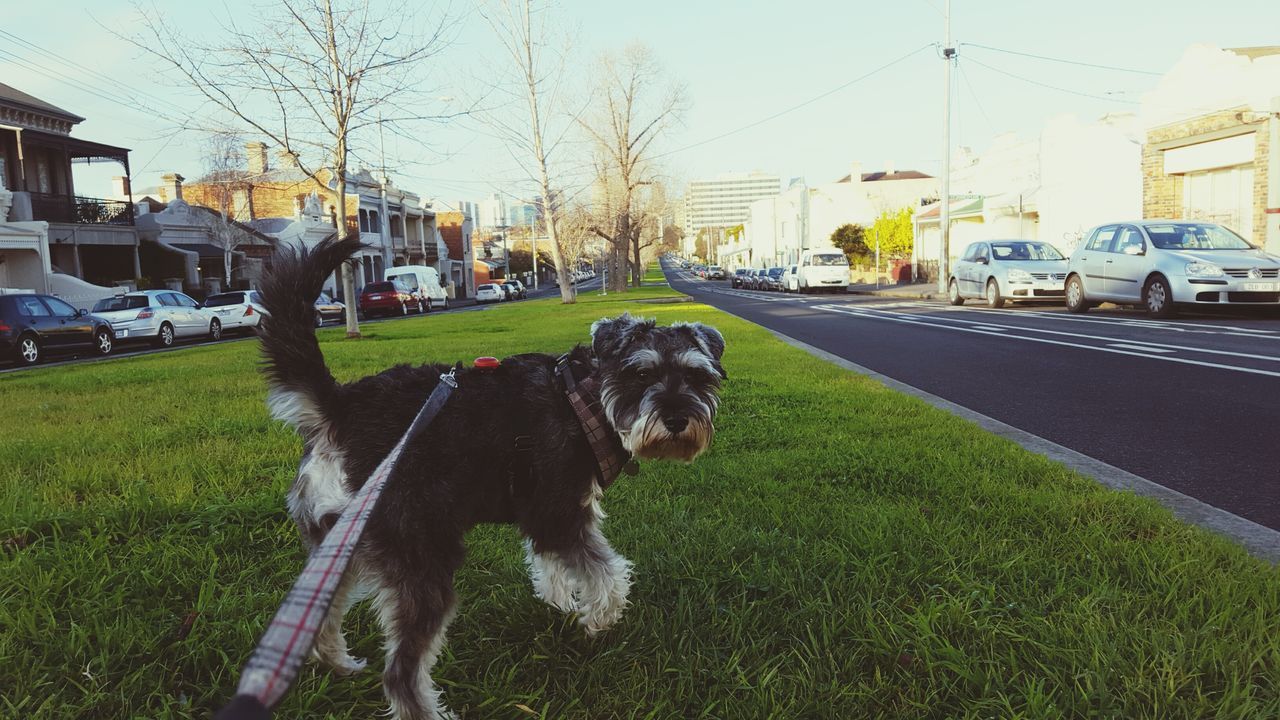 animal themes, domestic animals, one animal, building exterior, transportation, mammal, dog, car, built structure, pets, street, architecture, mode of transport, land vehicle, road, grass, city, day, outdoors, sky