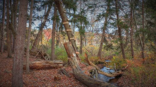 Pine trees in forest during autumn