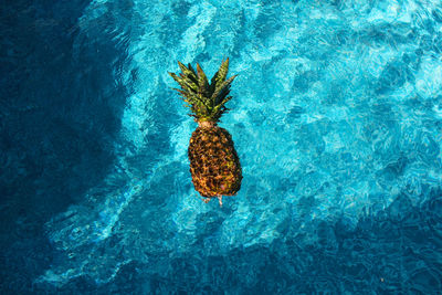A pineapple fruit floating in the blue waters of an outdoor swimming pool on a sunny day
