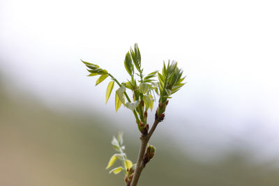 Close-up of plant